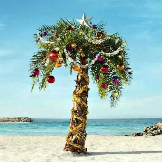 palm tree on a beach dressed as a Christmas Tree. Island Christmas