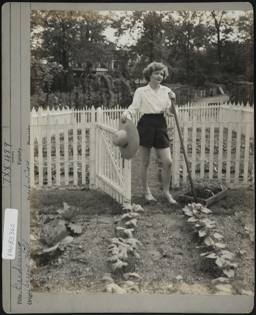 1940s vintage photo of a young woman in shorts and a white blouse with a hat working in her vegetable garden aka Victory Garden. 