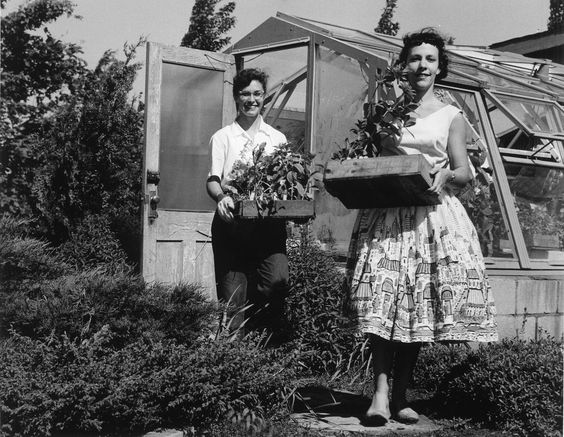 1950s 1960s vintage photo of two women taking flowers out of a green house. One woman is wearing a cute 1950s 1960s novelty dress