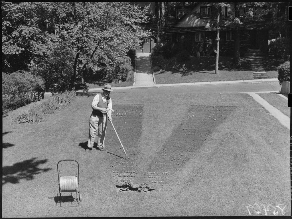 1940s vintage photo of a Canadian Victory Garden: A.J. Denne tends his v-shaped vegetable plot in Toronto on June 5th, 1943 (Toronto Archives photo).