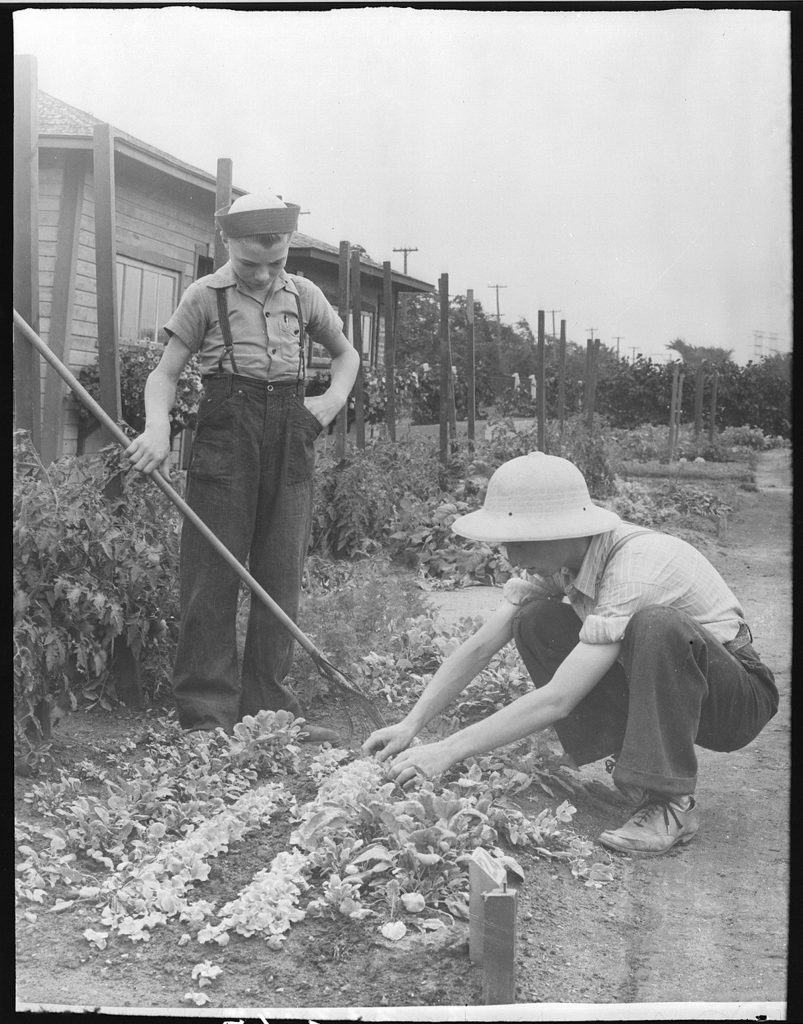 1940s Vintage Photo: Victory Gardens in Montreal. Two children tend to vegetables in the Montreal Botanical Garden in 1943. 